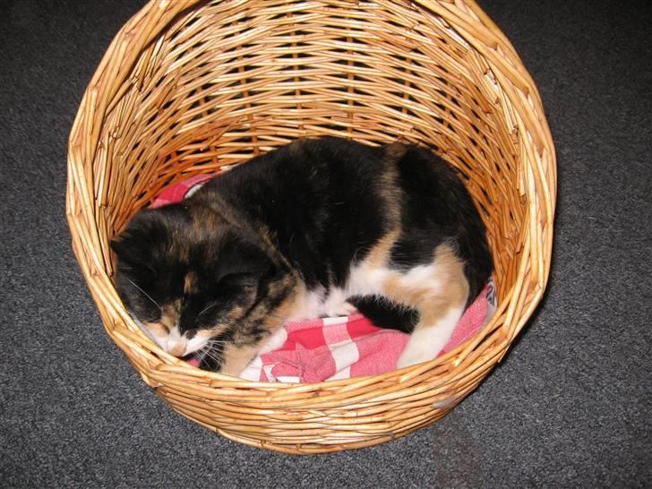 Huskat LilleMis - mener det blev taget ca 5 mrd. efter den blev ført billede 5