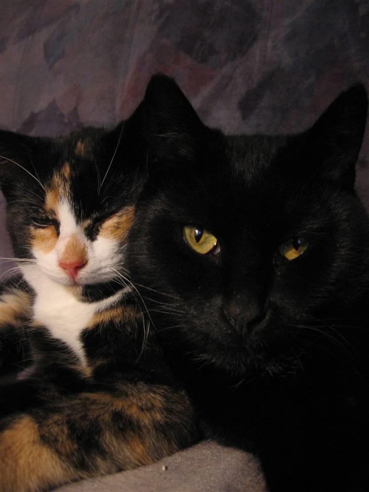 Huskat LilleMis - LilleMis sammen med sorte (mor´en) billede 6