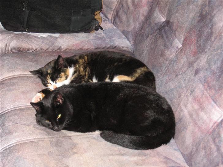 Huskat LilleMis - LilleMis sammen med sorte (mor´en) billede 7