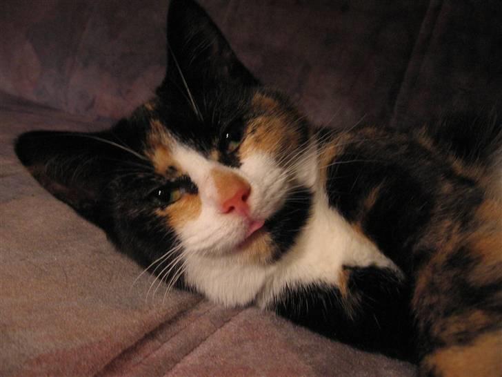 Huskat LilleMis - når man lejer med den kan den godt lide at række tunge billede 8