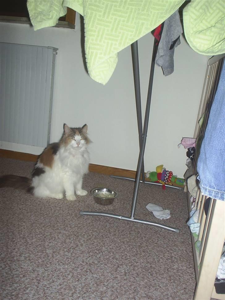 Norsk Skovkat Dk White Sock´s Ra billede 19