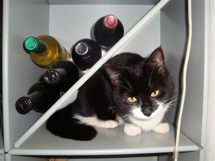 Huskat Mao billede 1