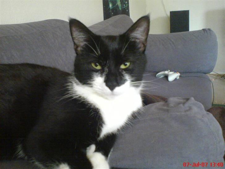 Huskat Mao billede 2