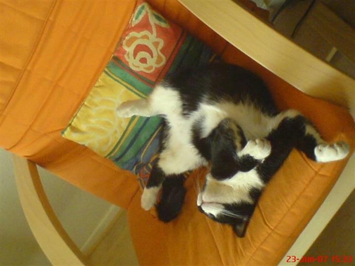 Huskat Mao billede 3