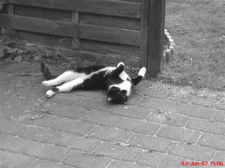 Huskat Mao billede 4