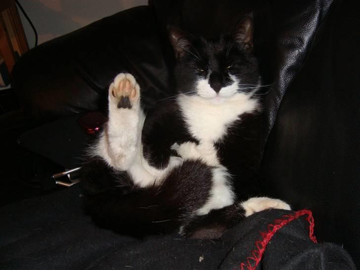 Huskat Mao billede 5