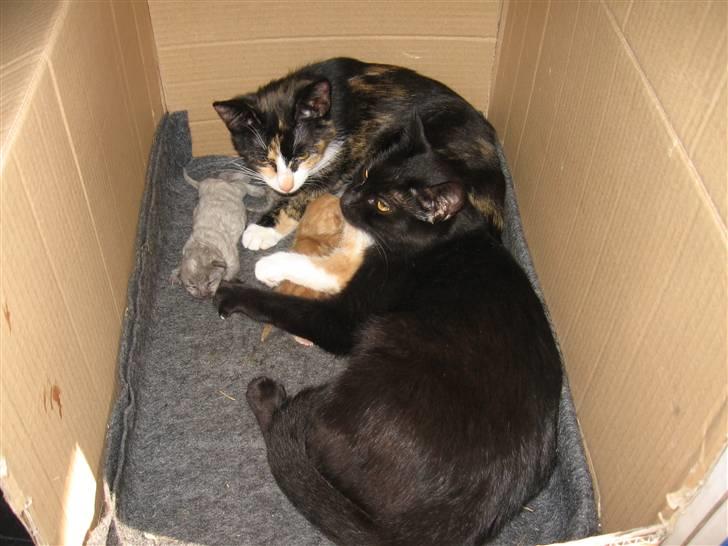 Huskat LilleMis - (mor´en sorte) (sorte´s killing Lillemis) og (LilleMis´s unger - Røde (som er rød/brun) - GråMis(grå/blå) & (Whiskey tro den bliver grå i hovde og nok ikke helt hvid men meget lys i den anden ved halen) billede 9