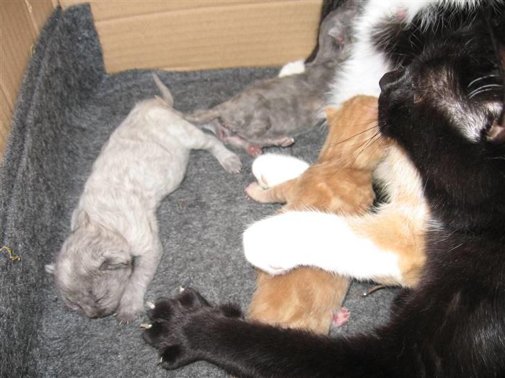 Huskat LilleMis - Whiskey til venstre -GråMis foroven - og Røde til højre og helt til højre for oven LilleMis og for neden sorte billede 10