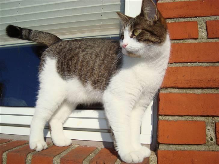 Huskat Ulla billede 1