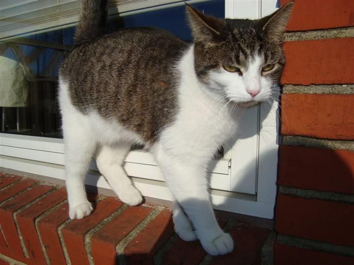 Huskat Ulla billede 2