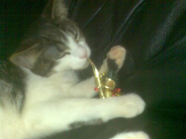 Huskat Ulla billede 3