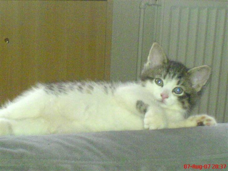 Huskat Ulla billede 4