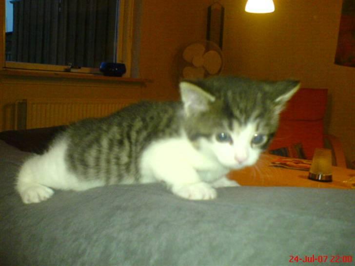 Huskat Ulla billede 5