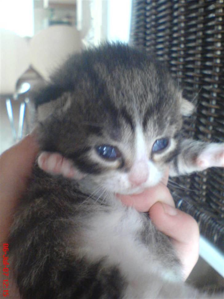 Huskat Ulla billede 6