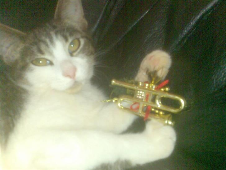 Huskat Ulla billede 7