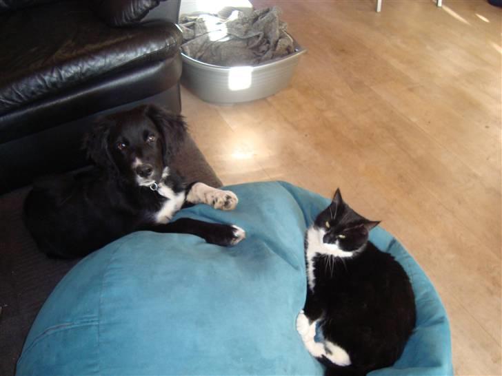 Huskat Mao billede 6