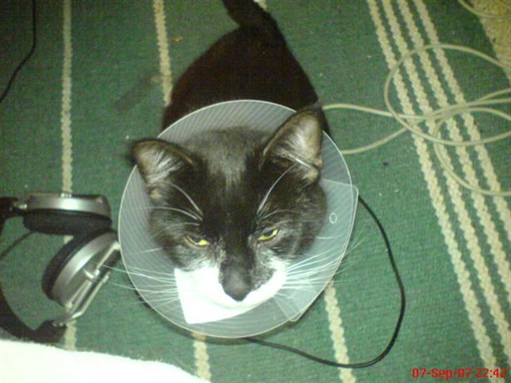 Huskat Mao billede 7