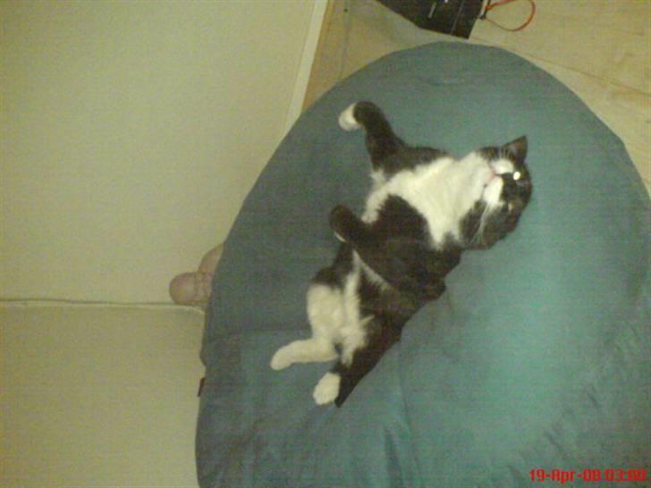 Huskat Mao billede 8