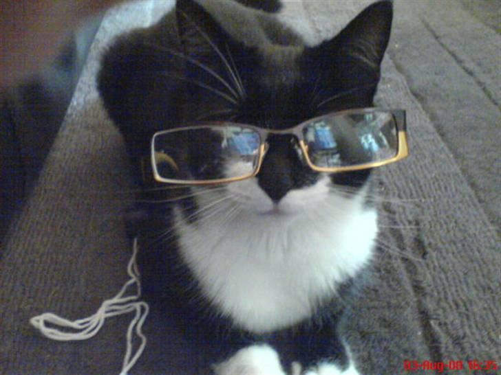 Huskat Mao billede 9