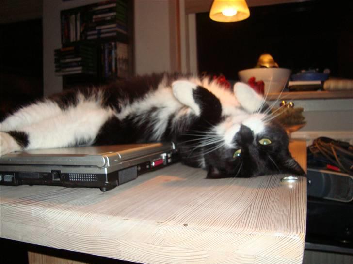 Huskat Mao billede 10