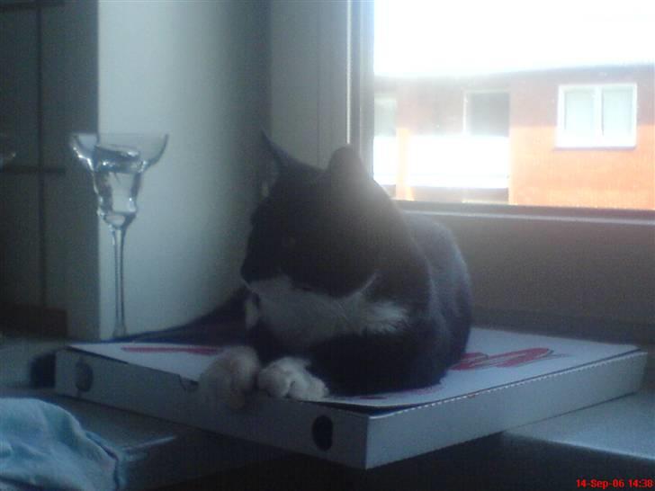 Huskat Mao billede 11