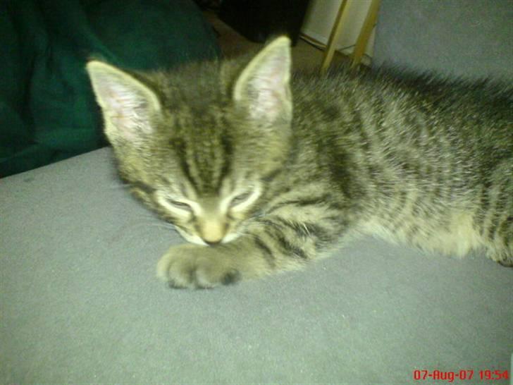 Huskat Tage billede 6