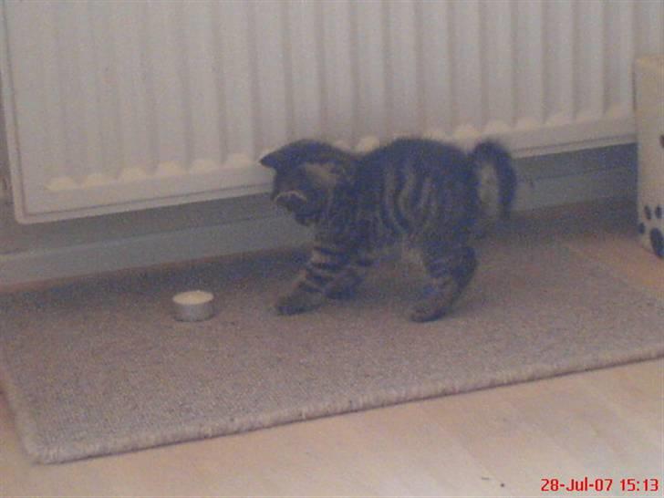 Huskat Tage billede 7