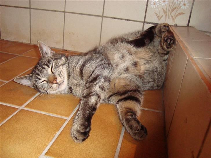 Huskat Tage billede 8