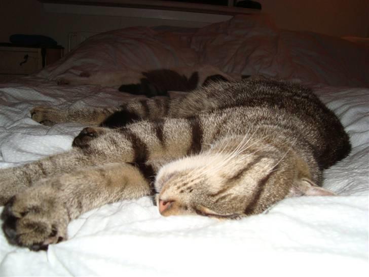 Huskat Tage billede 9