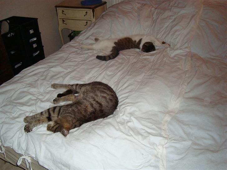 Huskat Tage billede 10