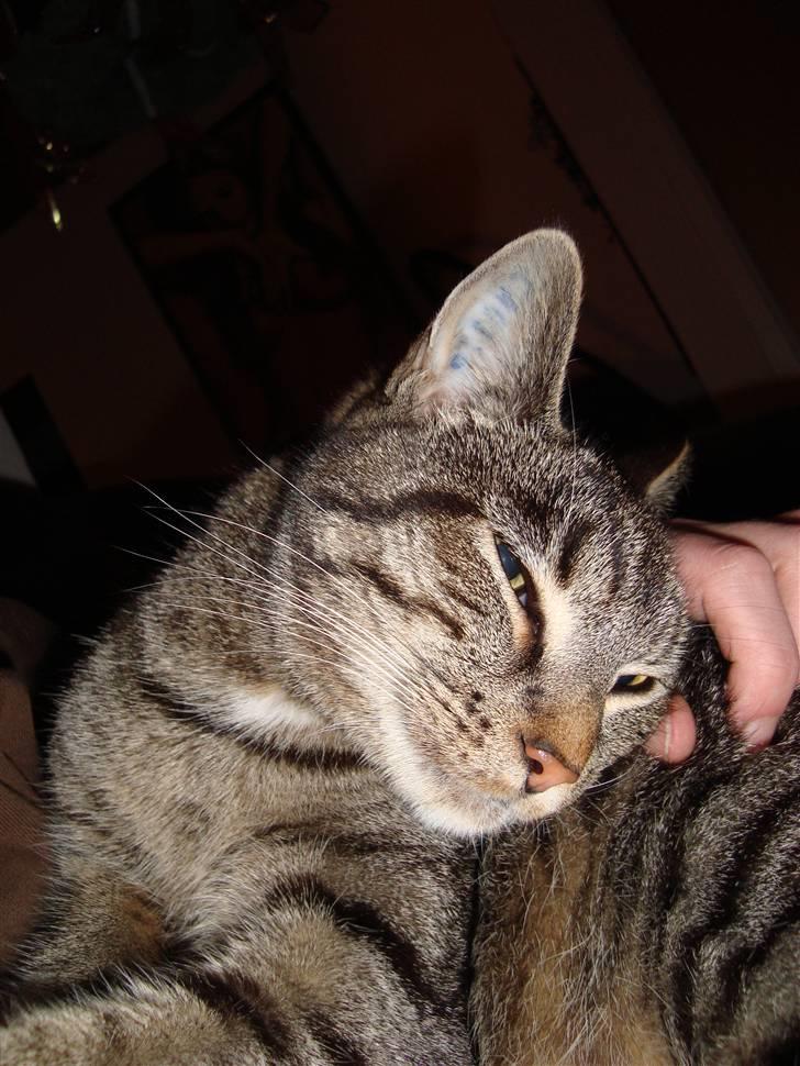 Huskat Tage billede 12