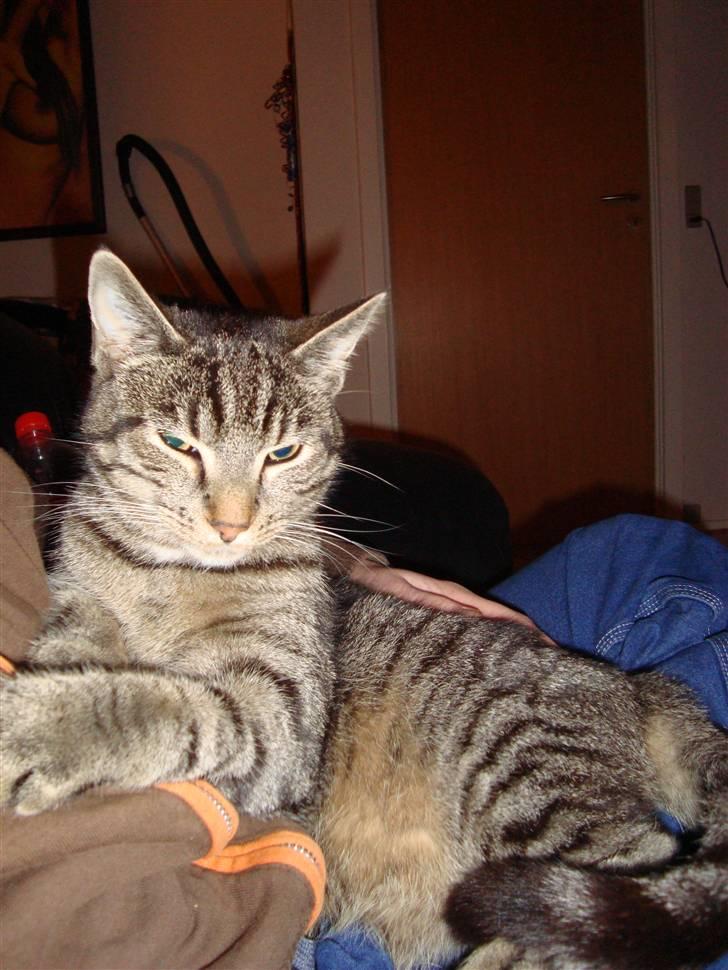 Huskat Tage billede 13