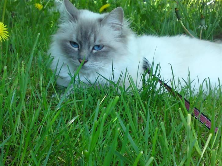 Hellig Birma DK Elvegårdens Afroditte billede 15