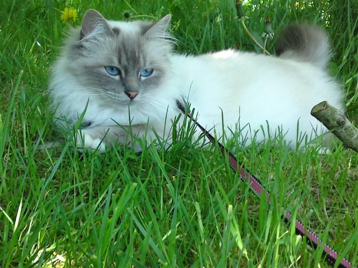 Hellig Birma DK Elvegårdens Afroditte billede 16