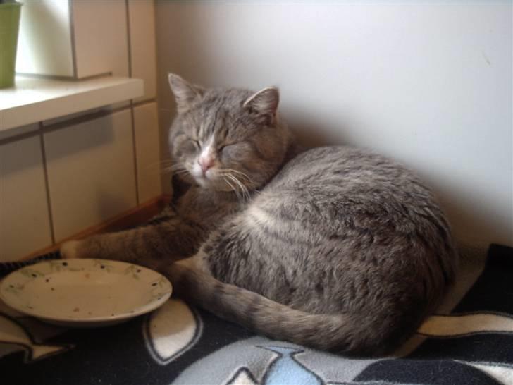 Huskat Bettebæ billede 1