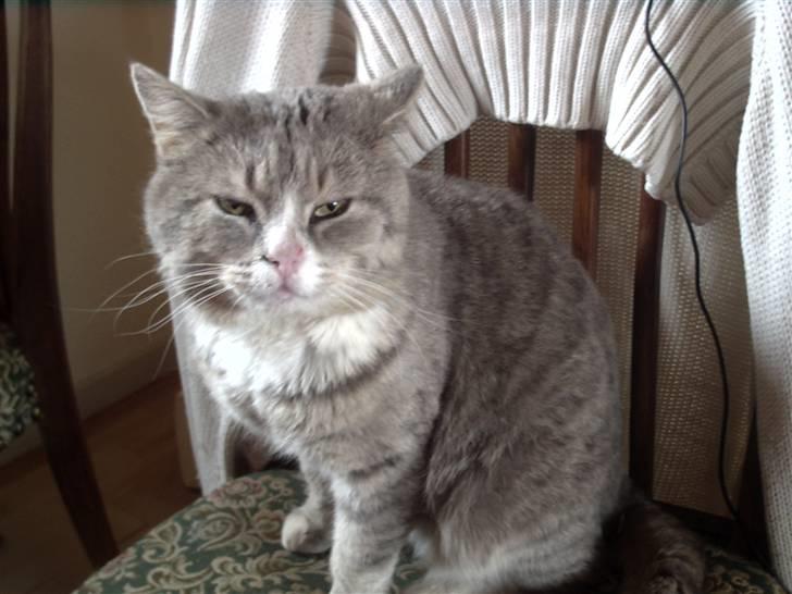 Huskat Bettebæ billede 2