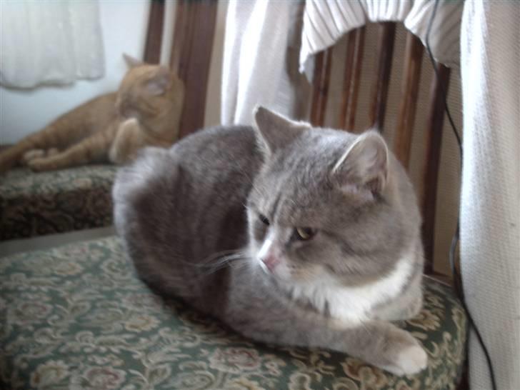 Huskat Bettebæ billede 3