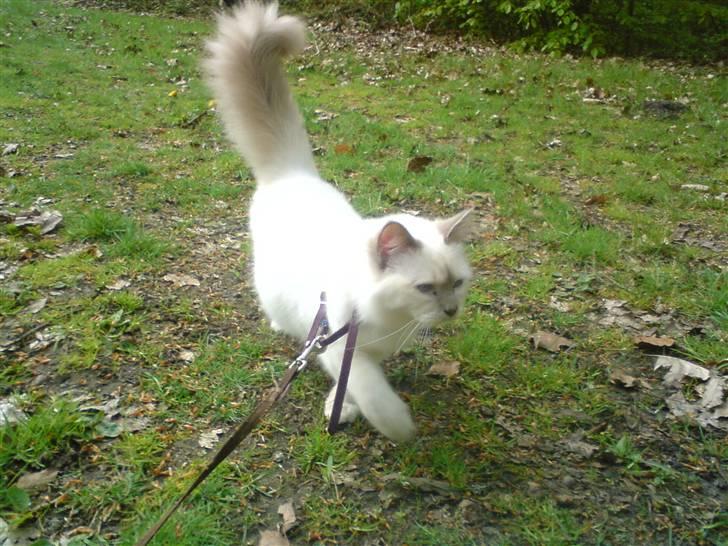 Hellig Birma Gandalf - Mor og Gandalf gik tur i skoven, mange spændende nye lugte... billede 4