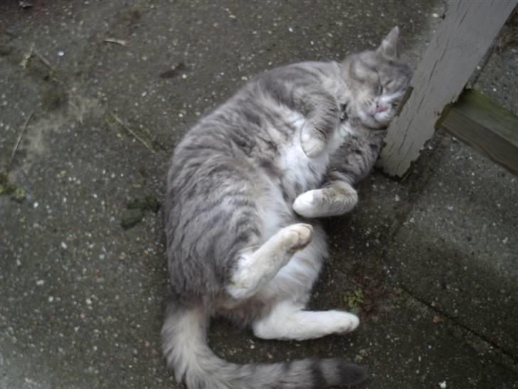 Huskat Bettebæ billede 4