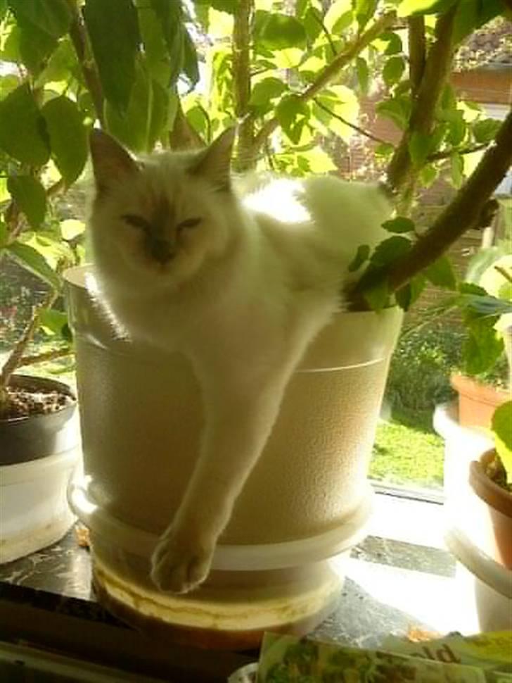 Hellig Birma Gandalf - Så doven er vi, når vi besøger bedste... billede 5