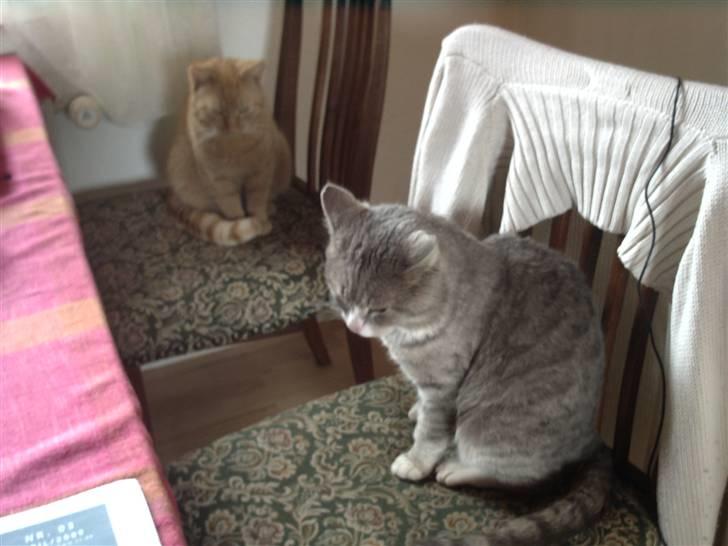 Huskat Bettebæ - Her er Charlie lige gået op på stolen for at holde øje med Bettebæ:-) billede 5