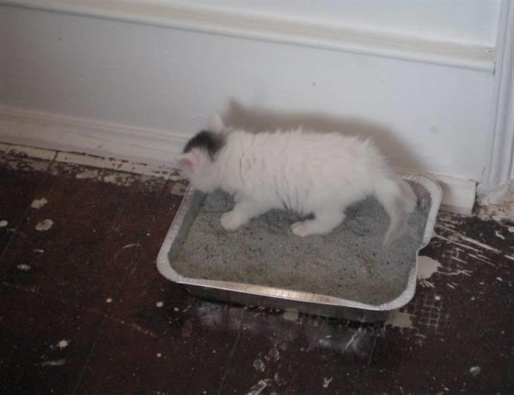 Blanding af racer Bubi - jeg skal lige tisse  billede 1