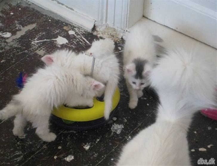 Blanding af racer Bubi - mig og mine søskene  billede 2