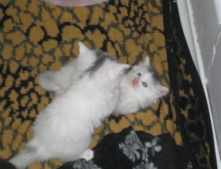 Blanding af racer Bubi - jeg slosser  billede 3