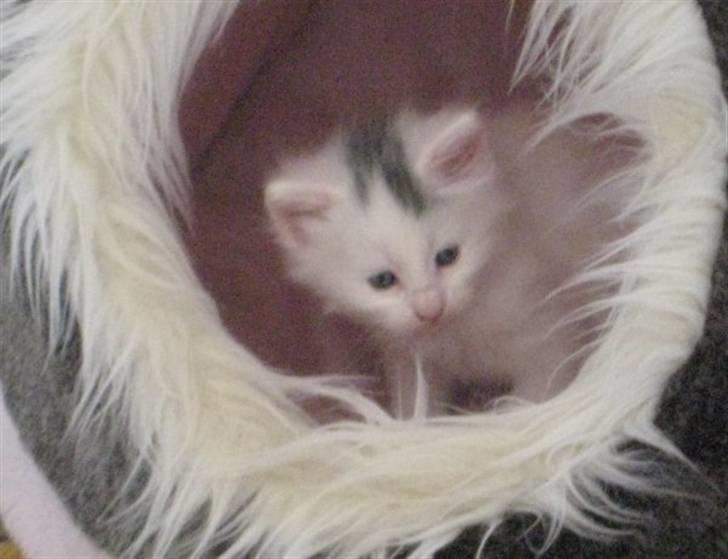 Blanding af racer Bubi - mig er jeg ikke sød  billede 4