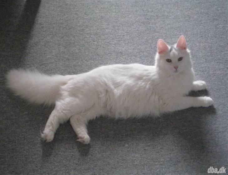 Blanding af racer Bubi - min mor slapper af mens jeg ikke er der og nogle gange kan det godt være lidt svært at være mor til så mange  billede 5