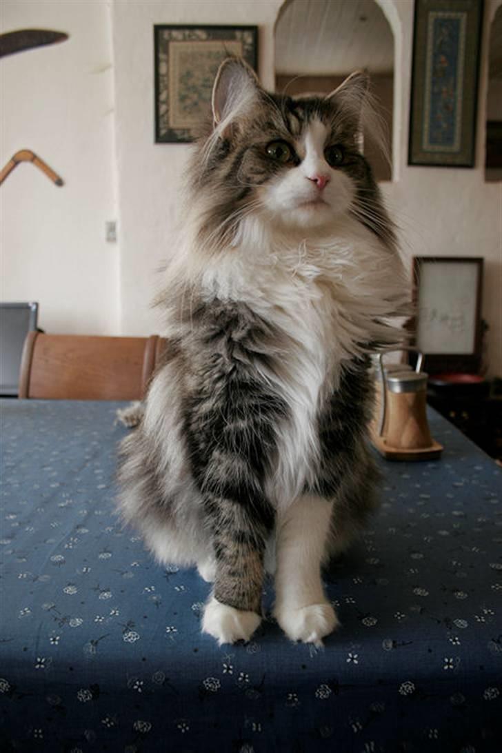 Norsk Skovkat Klan Elliott's Café D'Amour billede 1