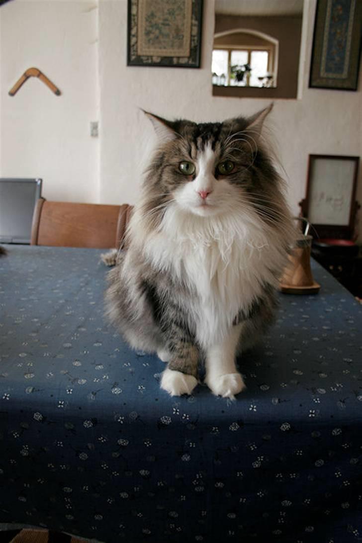 Norsk Skovkat Klan Elliott's Café D'Amour billede 2