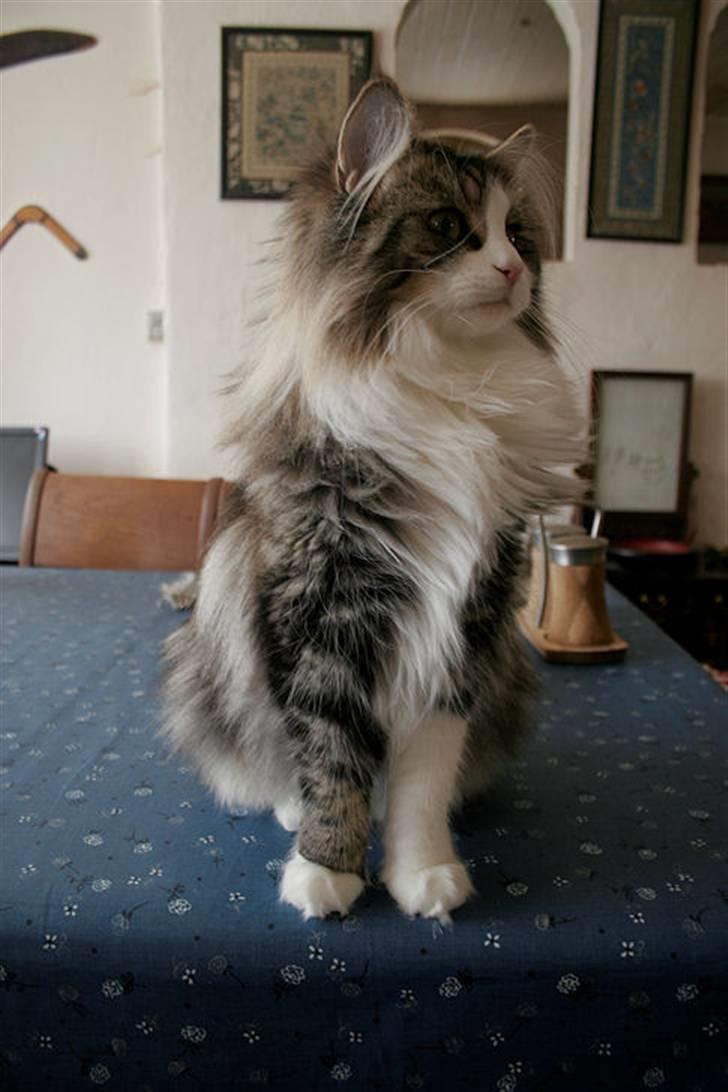 Norsk Skovkat Klan Elliott's Café D'Amour billede 3