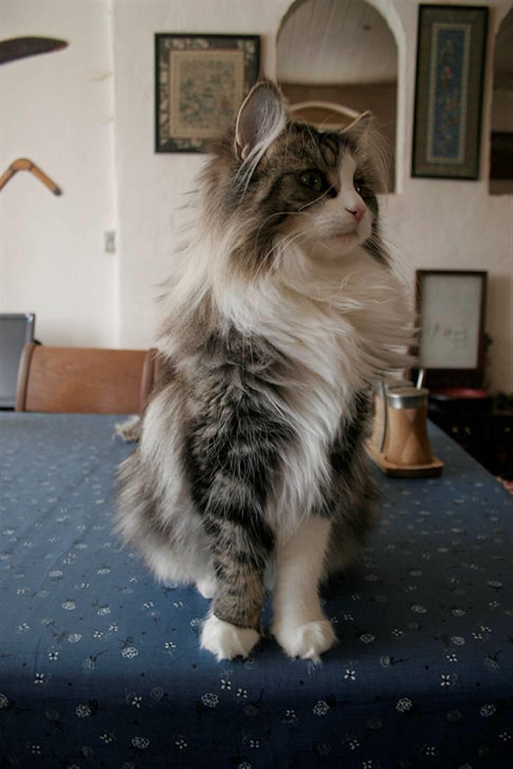 Norsk Skovkat Klan Elliott's Café D'Amour billede 4